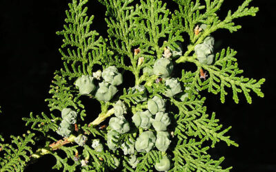 The Benefits of Thuja – Studied!