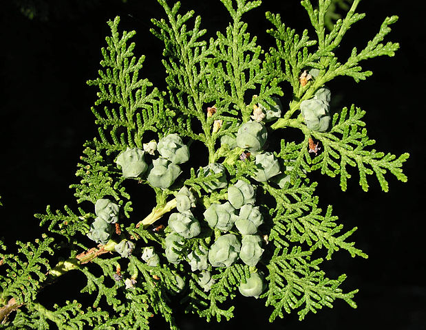 The Benefits of Thuja - Studied!