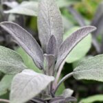 Salvia aka Sage Improves Cognitive Function