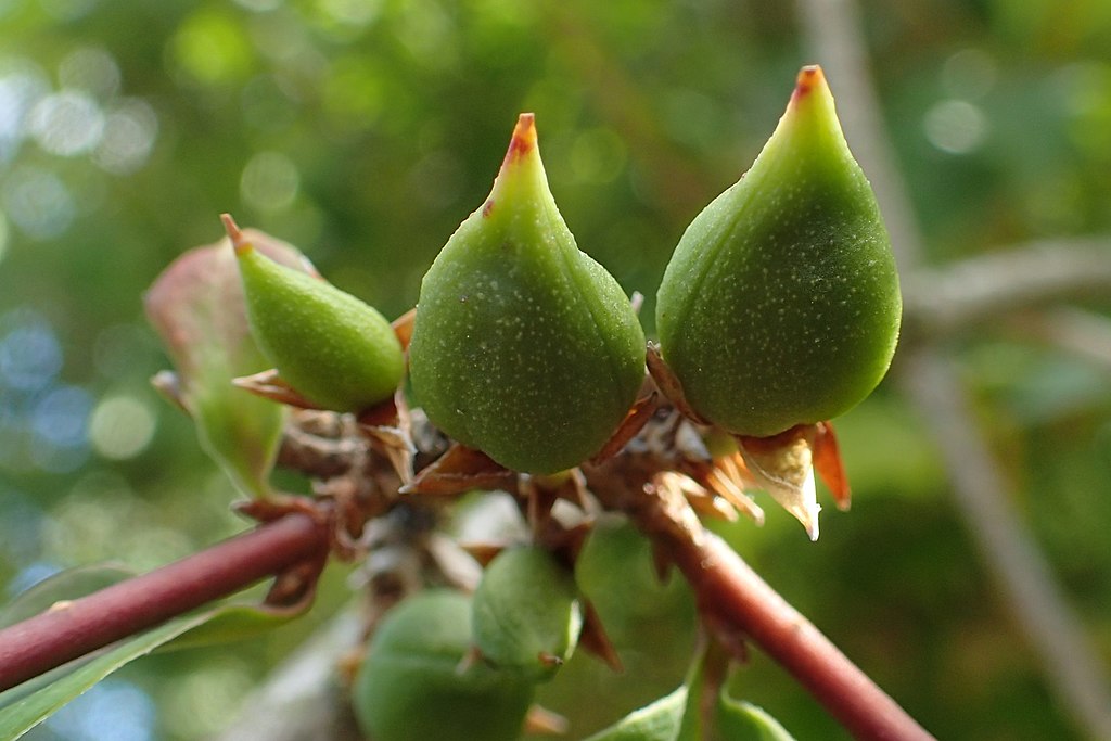 Forsythia fruit