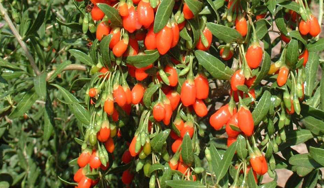 Why Goji Berries? 5 Beneficial Reasons