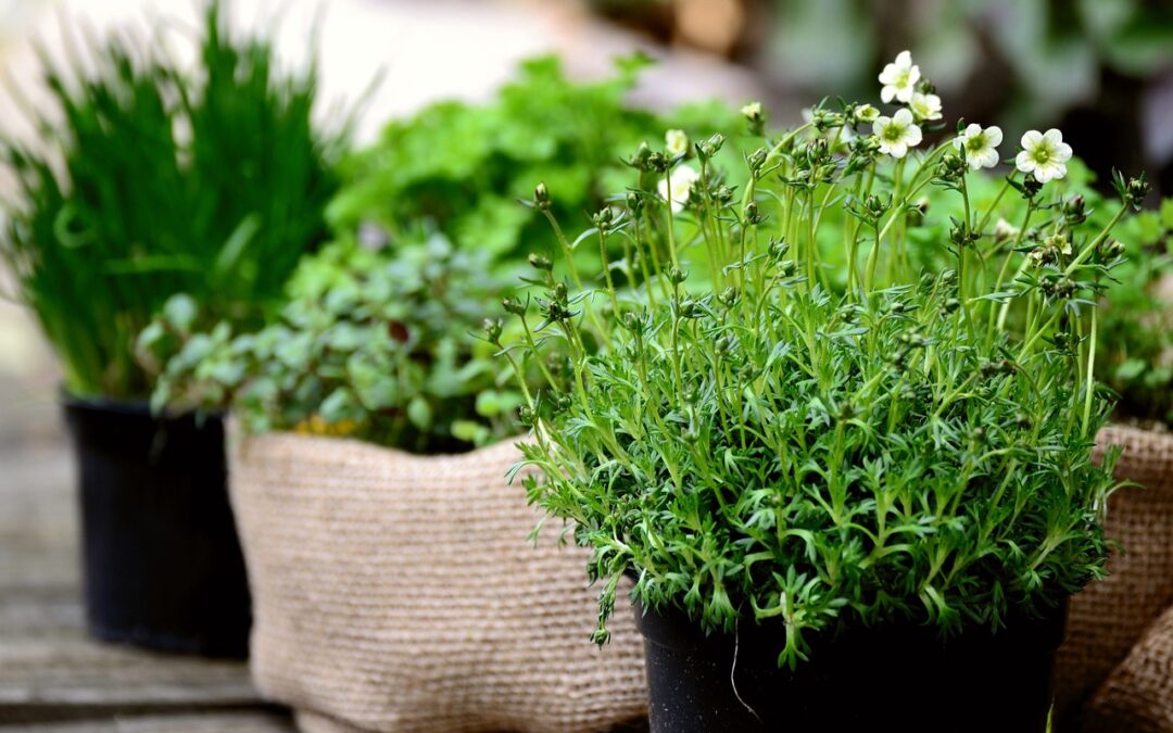 7 Herbs to Grow Now