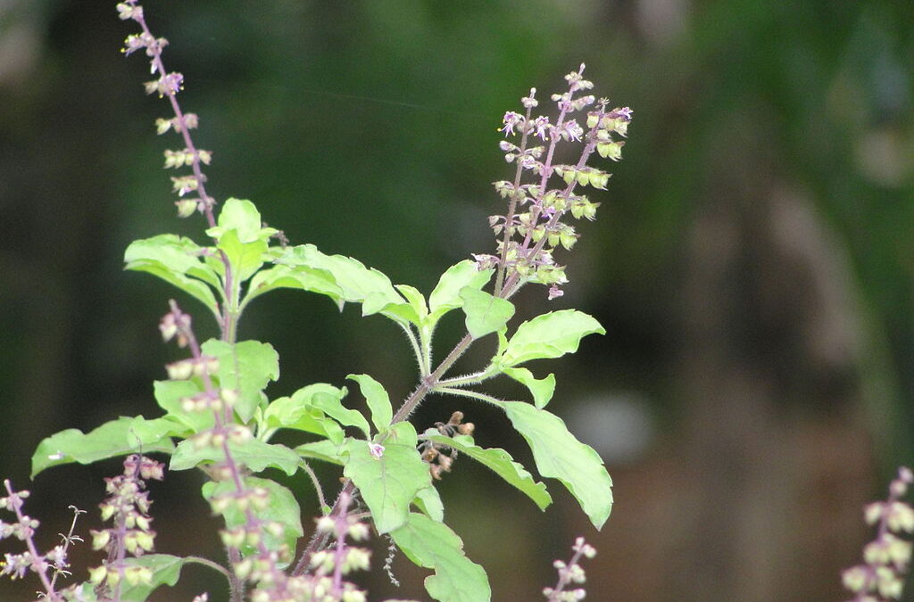 The Healthy Benefits of Holy Basil – Experience it!