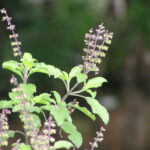 Healthy Benefits of Holy Basil