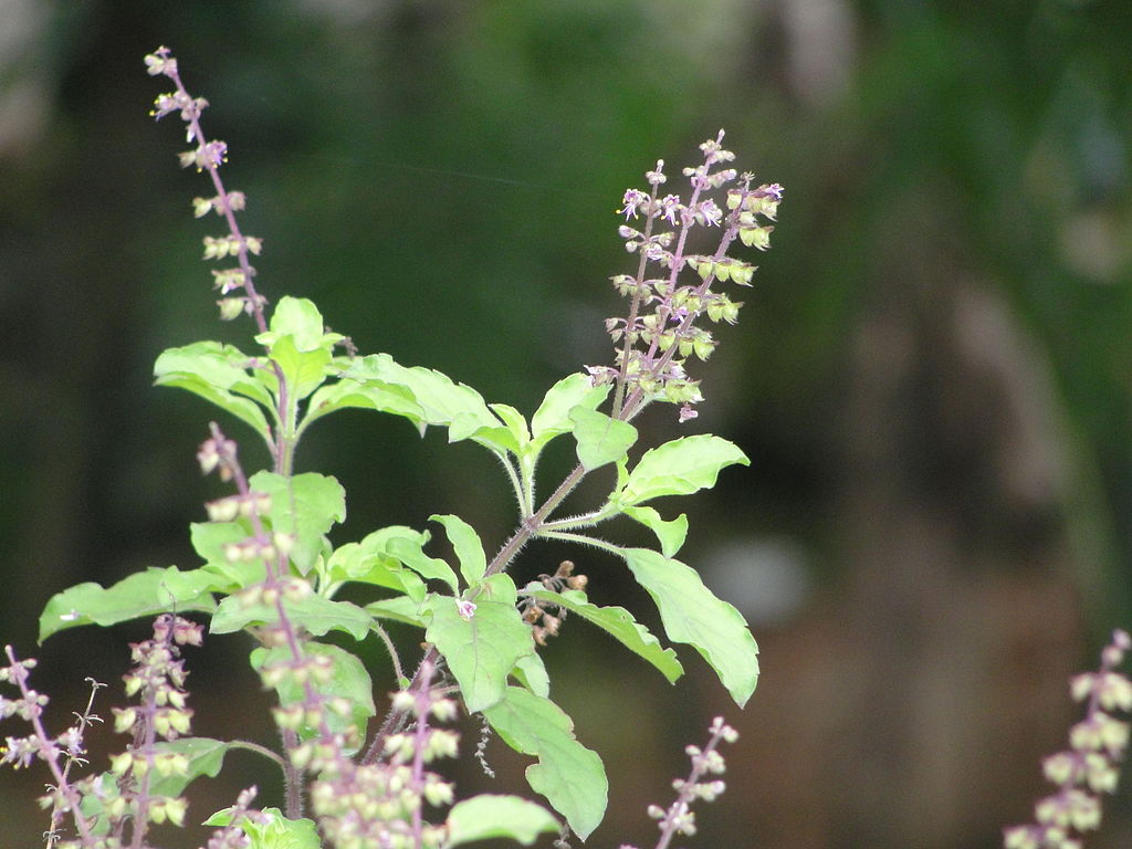 Healthy Benefits of Holy Basil