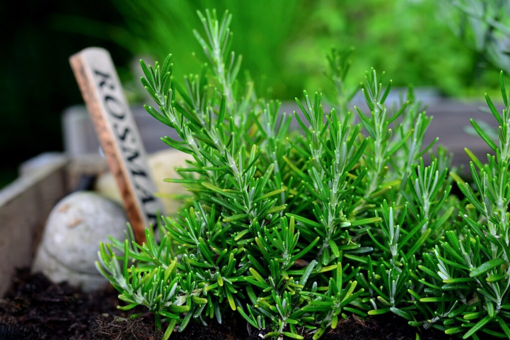 Benefits of Rosemary Herb