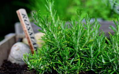 Health Benefits of Rosemary – Potent Stuff!