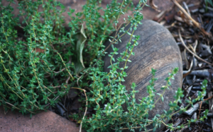 Herbs to Grow Now - Thyme 