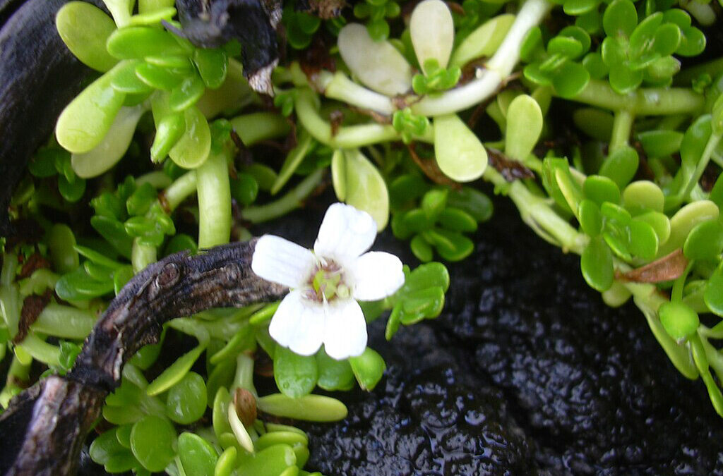 Bacopa Herb of Grace – Brain, Memory, Anxiety