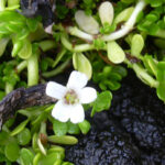 Bacopa Herb of Grace
