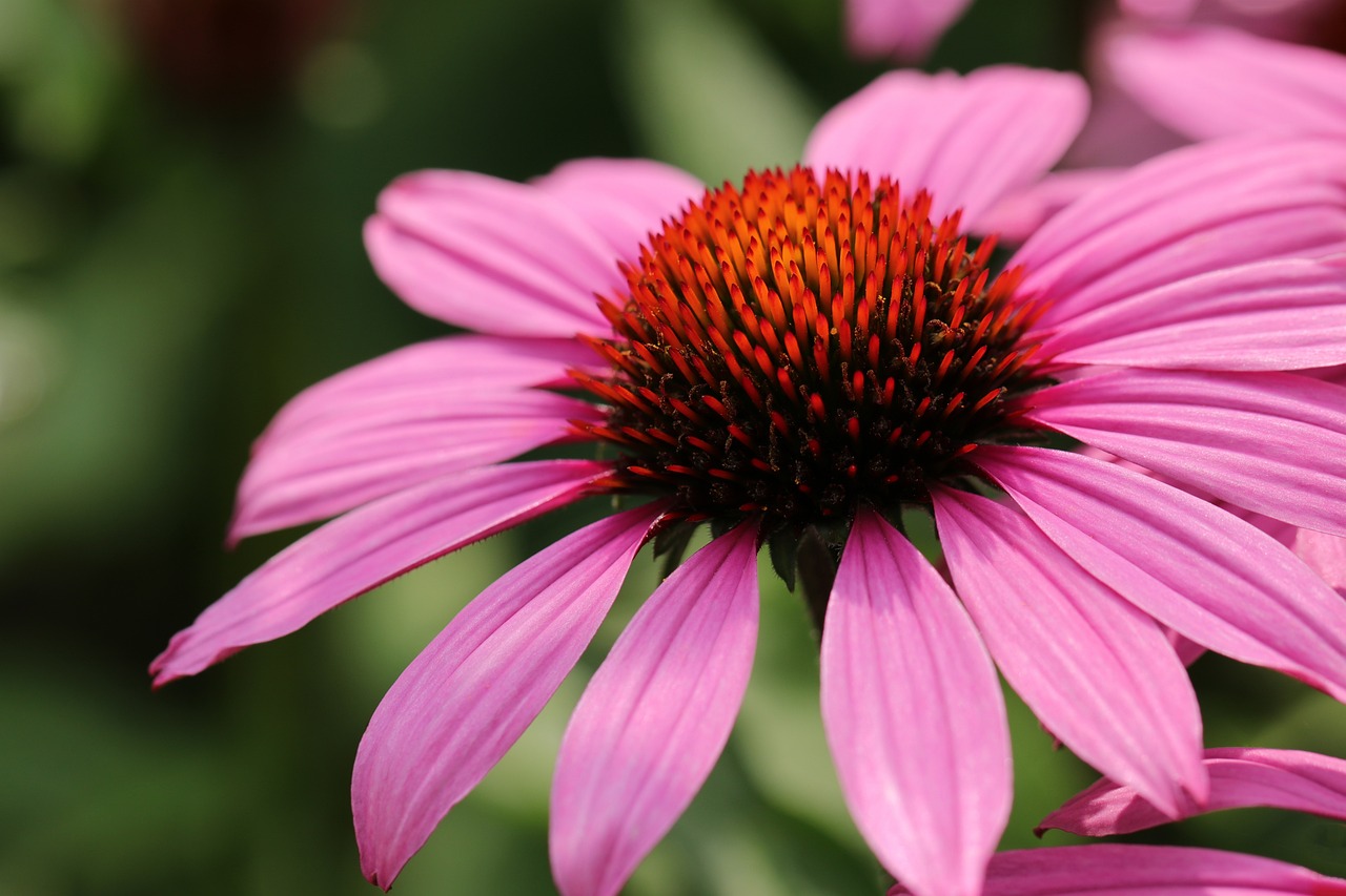 Echinacea - Herbal Remedies for Acne
