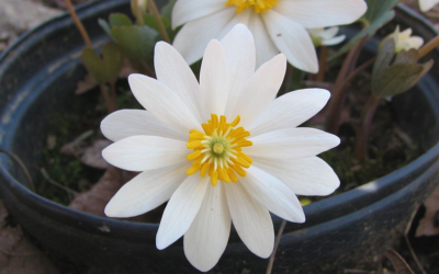 Black Salve for Skin Cancer – With Bloodroot
