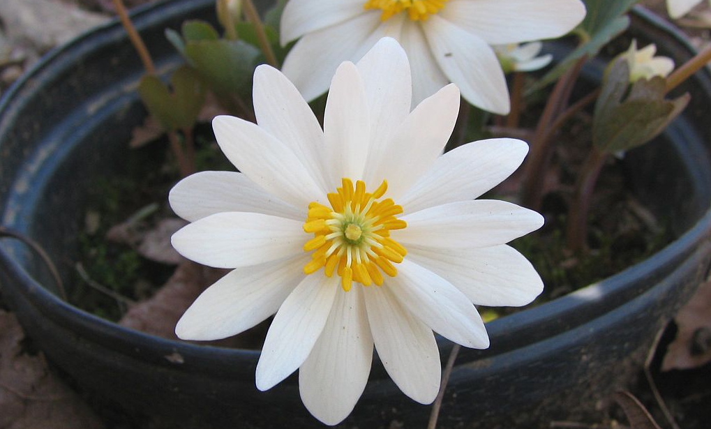 Black Salve for Skin Cancer contains Bloodroot