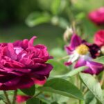 The Healing Power of Rose Centifolia