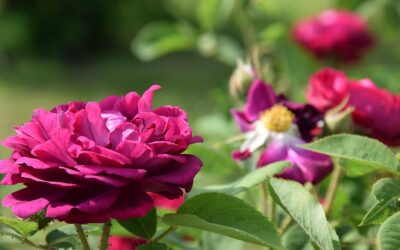 The Many Benefits of Rose Centifolia in Herbal Remedies