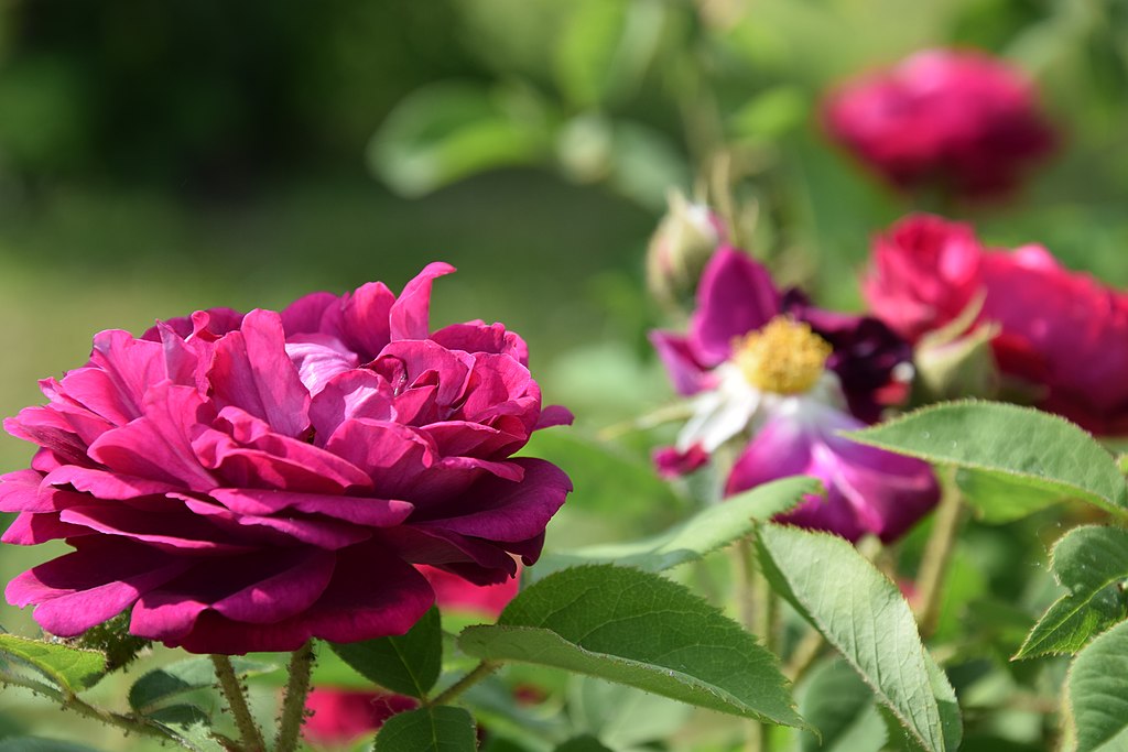 The Benefits of Rose Centifolia