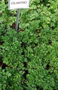 cilantro herb for detox