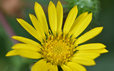 Arnica for Pain Relief – How to Use this Natural Solution Safely