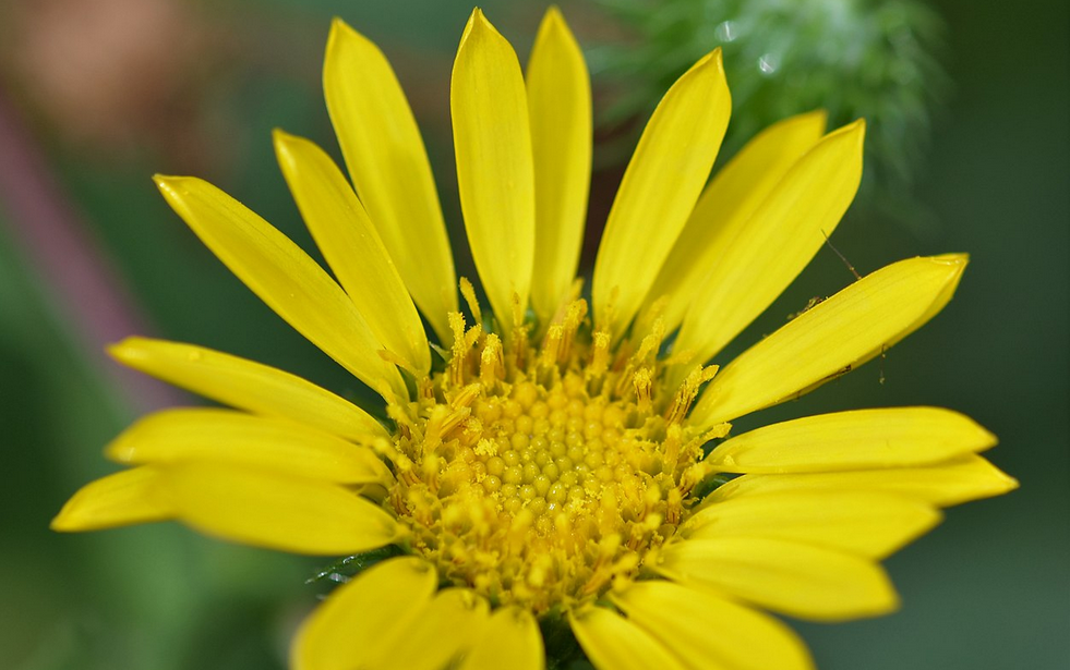 Arnica for Pain Relief
