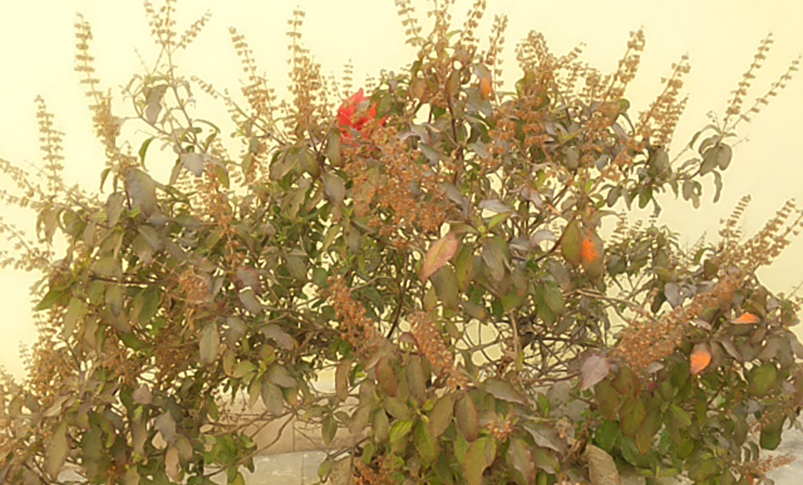 Tulsi is considered the Queen of Herbs