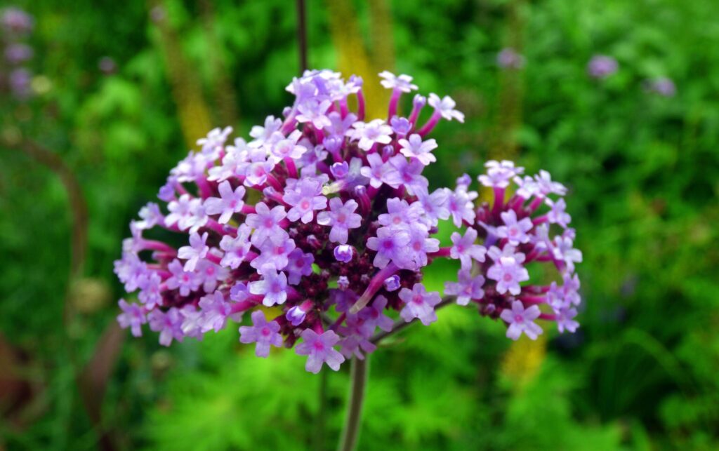 Vervain the Enchanter's Herb