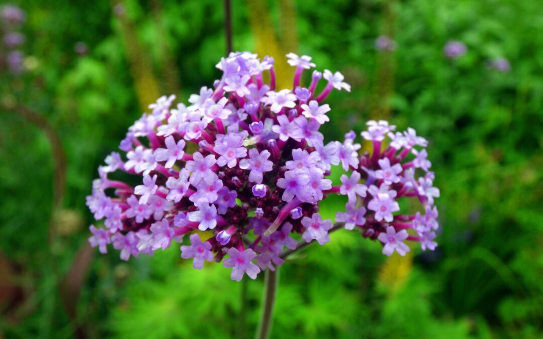 Health Benefits of Vervain – the Enchanter’s Herb