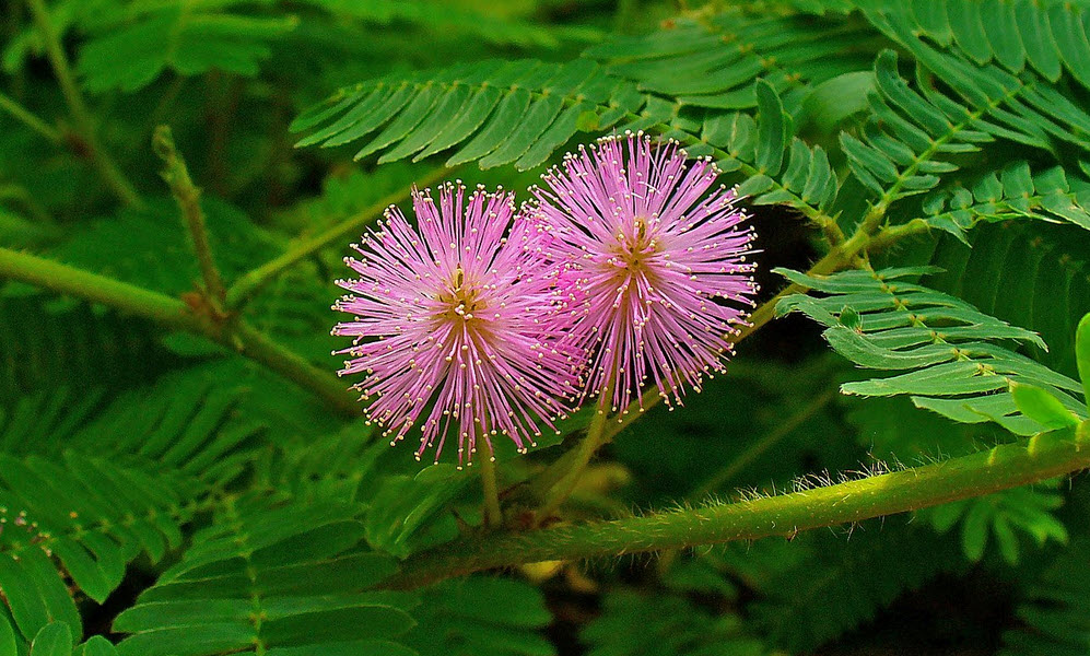 Touch Me Not Herb - Mimosa Pudica
