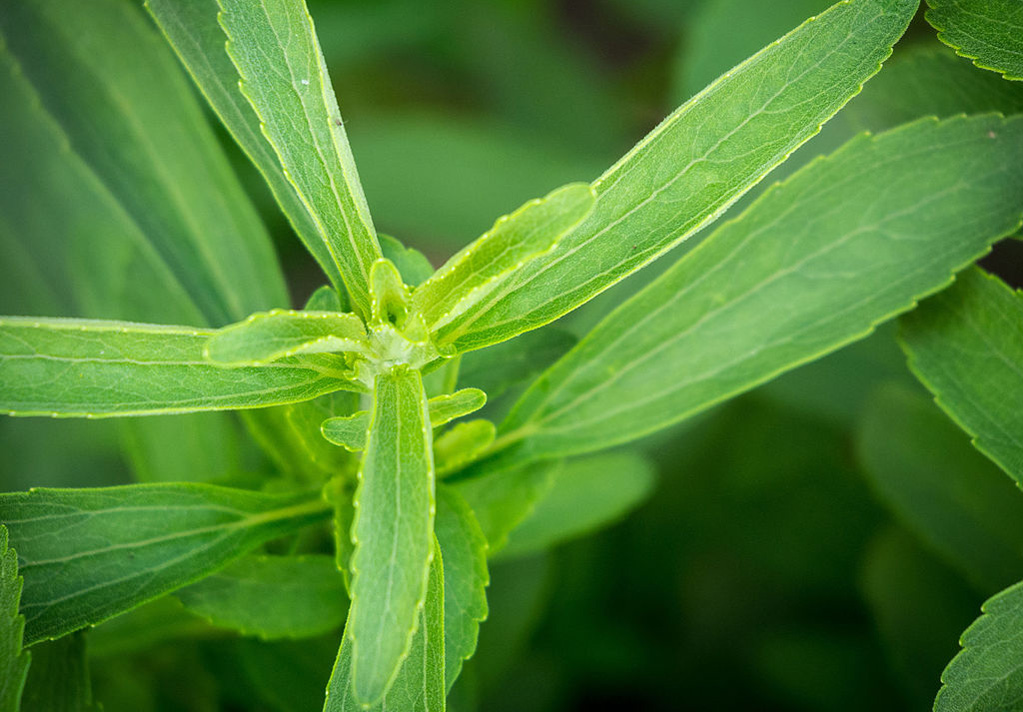 Sweet Leaf Stevia herb