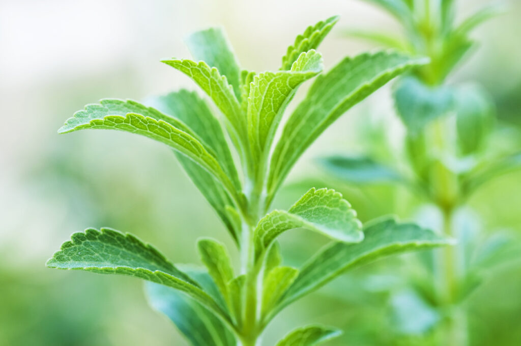 Sweet Leaf Stevia Plant