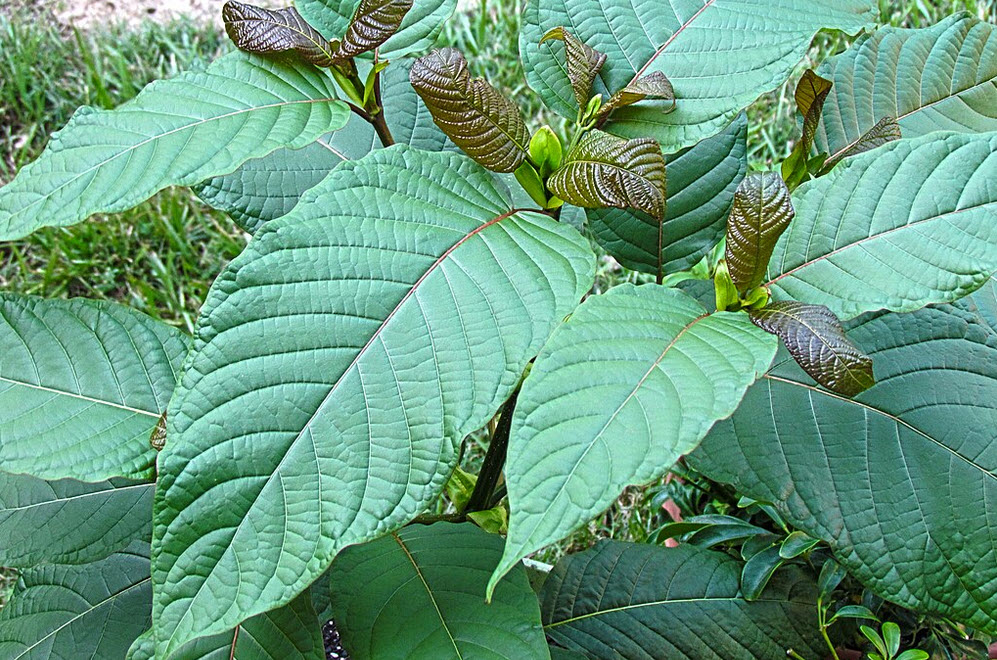What is Kratom? Use and Controversy