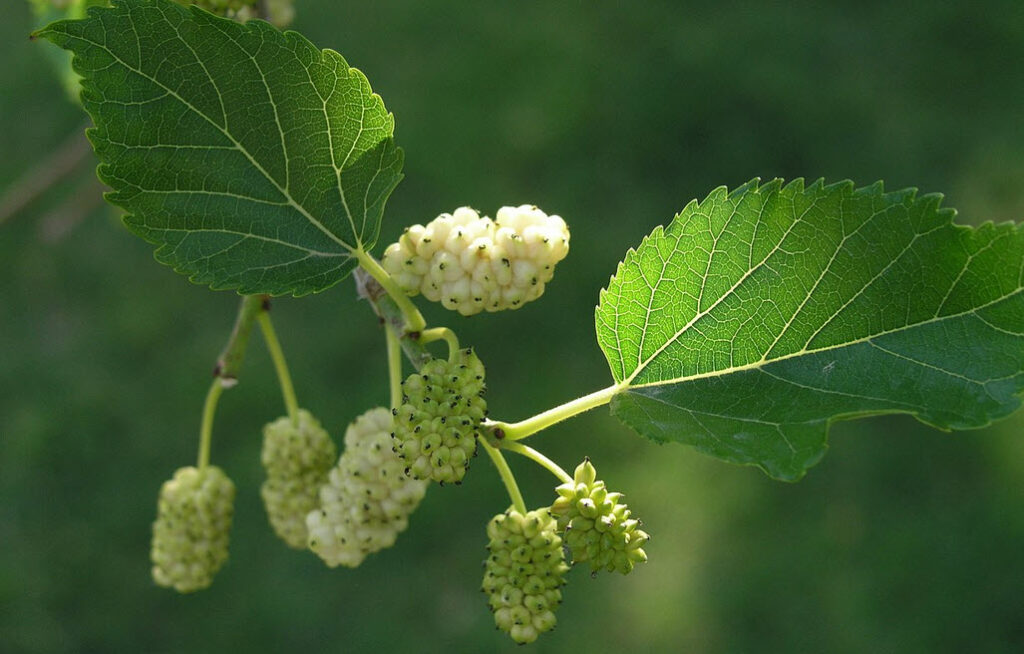 Benefits of White Mulberry
