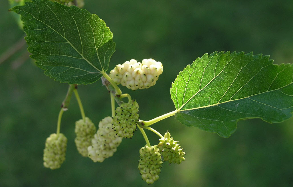 Explore the Benefits of White Mulberry