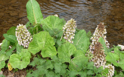 Butterbur for Allergies and Migraines