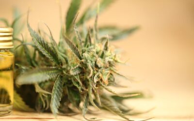 Benefits and Drawbacks of Marijuana